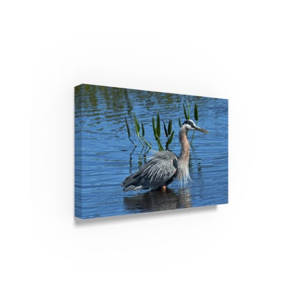 Robert Michaud 'Great Blue Heron In Water' Canvas Art,16x24